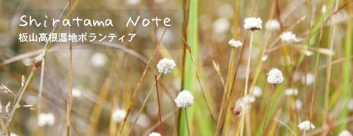 shiratama.jpg